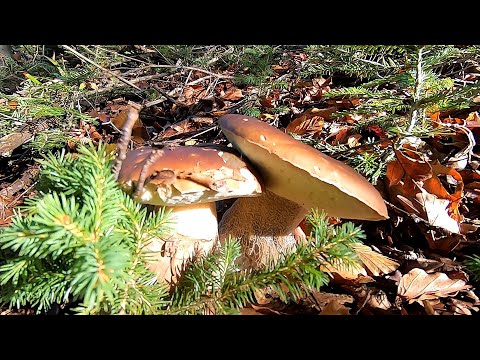 Видео: Оце Гриби! Оце Грибалка! Казка! По Білі Гриби в Карпати