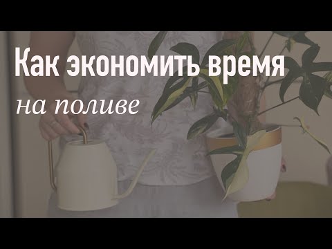 Видео: №87. Как реже поливать комнатные растения. Горшки с автополивом и способы полива растений в отпуске.