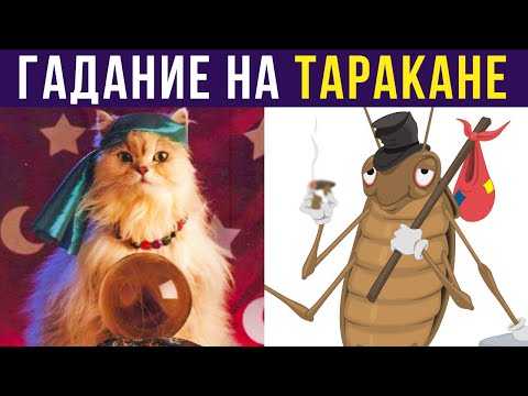 Видео: Приколы. Гадание на таракане) | Мемозг #332