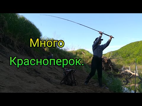 Видео: Три выезда в Тереховку. Ловля красноперки в Суйфуне.