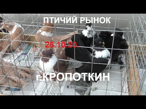 Видео: 25.10.20. Птичий рынок г. Кропоткин-ч1.10/25/20. Bird market in Kropotkin-ch1