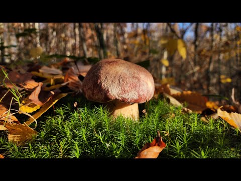 Видео: Білі гриби в осінній земній корі