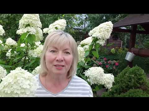 Видео: Гортензии  метельчатые Простой уход.Почему не цвели. Мои ошибки