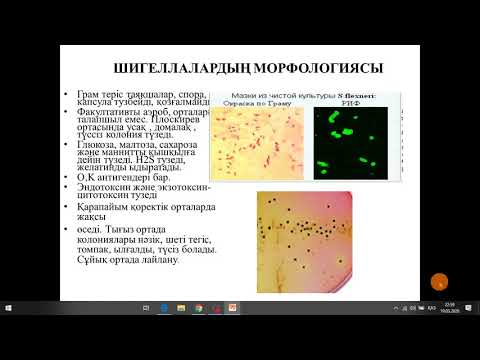 Видео: Эшерихии,шигеллы,сальмонеллы на каз яз микробиология