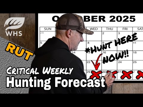 Видео: Прогноз охоты на оленей в период гона в конце октября