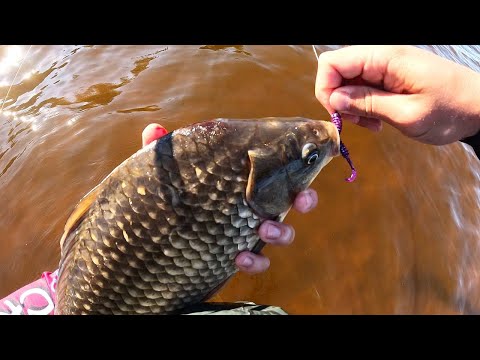 Видео: А там точно судак..?! КАРАСЬ НЕ ВЛАЗИТЬ В РУКУ! Рибалка на спінінг в жару!