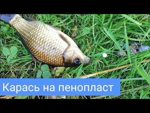 Видео: Карась на пенопласт с чесноком. Фидер. Тверская оснастка.