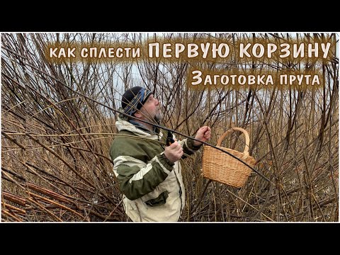 Видео: Как сплести ПЕРВУЮ КОРЗИНУ из ивовых прутьев. Заготовка ивового прута - он рядом.