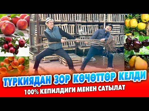 Видео: Түркиядан сапаттуу КӨЧӨТТӨР келди ~ 100% ГАРАНТИЯ ~ Түрү, СОРТУ кенен ТАНДАП аласыздар