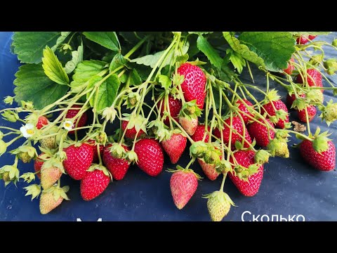 Видео: Клубника сорт Мурано - сколько грамм с куста?!