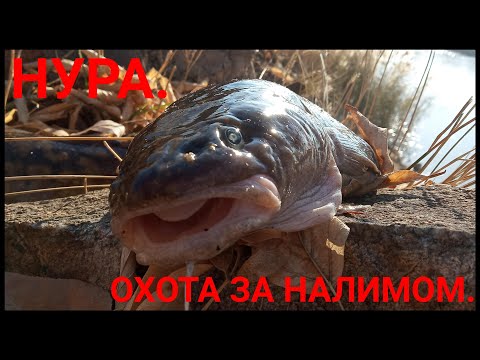 Видео: Рыбалка.Нура, Очередной налим.