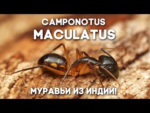 Видео: МОИ МУРАВЬИ ИЗ ИНДИИ РАСТУТ! Camponotus maculatus - как поживает колония в большой муравьиной ферме?