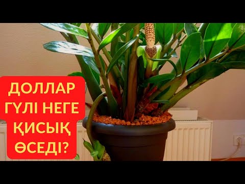 Видео: Доллар гүлі қисайып өссе оны қалай туралаймыз?Доллардың қыста топырағын ауыстыру.