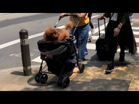 Видео: Жизнь в Токио. Как японцы гуляют с собакой.