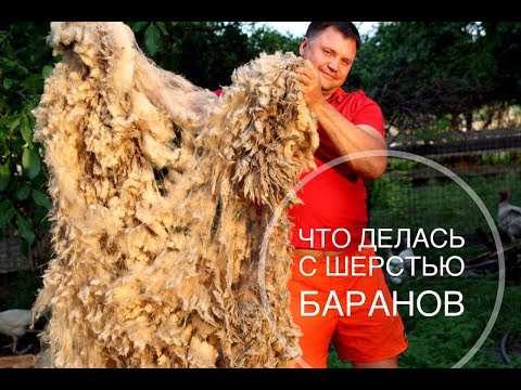 Видео: Что делать с шерстью баранов