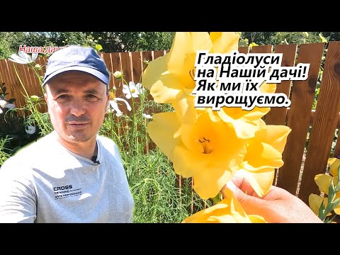 Видео: Огляд квітуючих гладіолусів на нашій дачи!