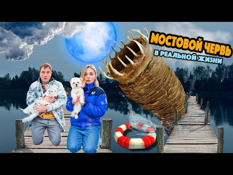 Видео: МОСТОВОЙ ЧЕРВЬ В РЕАЛЬНОЙ ЖИЗНИ В НАШЕМ ДОМЕ С КОТОМ И СОБАКОЙ