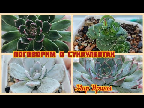 Видео: #мояколлекция Поговорим о суккулентах | Обзор суккулентов ●☆▪︎☆▪︎☆