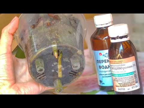 Видео: ТЕПЕРЬ орхидеи ПОЛИВАЮТСЯ ТАК! корни ПРУТ! листья КРУПНЫЕ! поливать ПРОСТО! орхидеи РАСТУТ БЫСТРО!