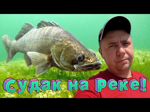 Видео: Судак на реке с берега  Река Маныч!!!