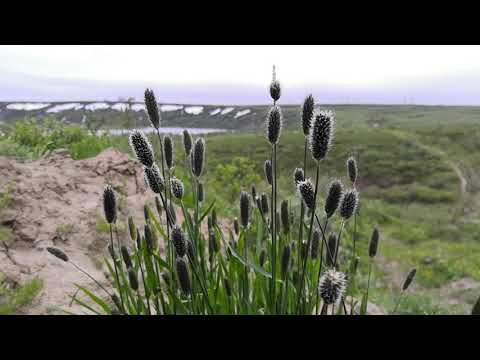 Видео: Тундра летом.