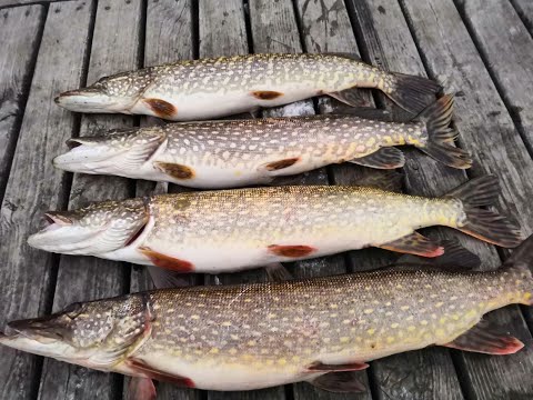 Видео: Вечерняя рыбалка на щуку Рыбинское Водохранилище .