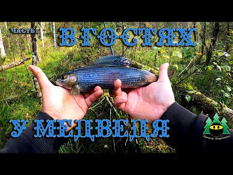 Видео: В гостях у медведя (часть 2)