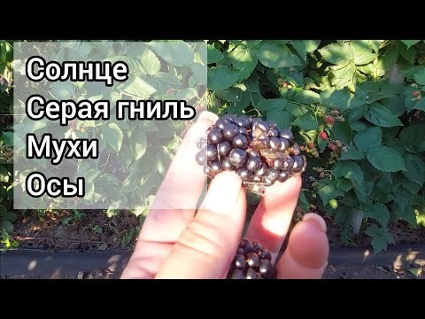 Видео: Как потерять почти весь урожай ежевики