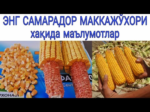 Видео: ЭНГ САМАРАДОР МАККАЖЎХОРИ хақида маълумотлар №2