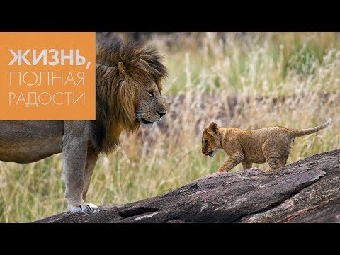Видео: Джойс Майер: Позвольте Богу сражаться за вас
