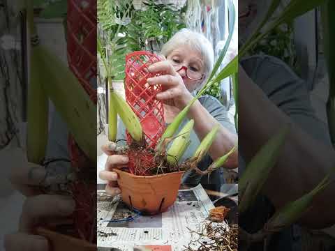 Видео: Заметки практика. Посадка coelogyne papilosa.