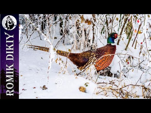 Видео: Зимняя охота на фазана. 14-16 декабря 2019г.