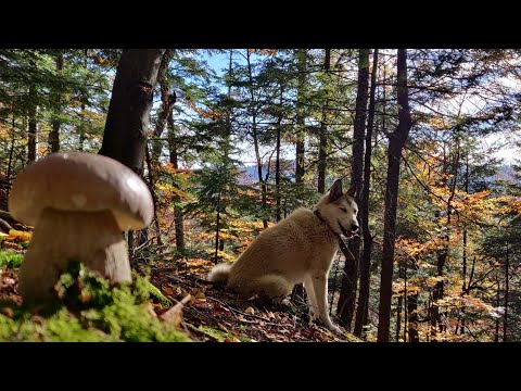 Видео: БІЛІ гриби. Золота осінь Карпат 