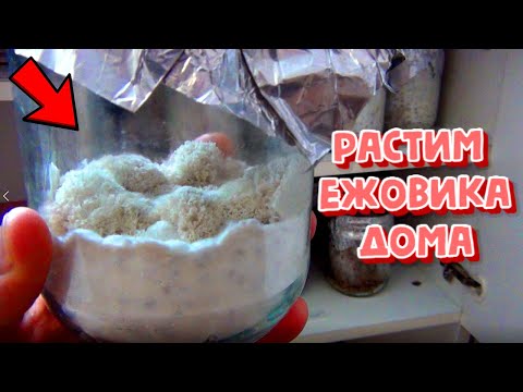 Видео: Как вырастить Ежовик Гребенчатый в домашних условиях?! Инструкция + Результаты! Простой способ!