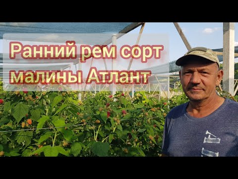 Видео: Рем сорт малины Атлант. Один из самых первых