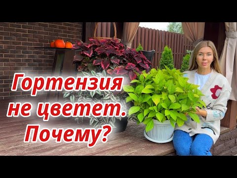 Видео: Почему гортензия так и не зацвела. Нужно ли укрывать гортензии