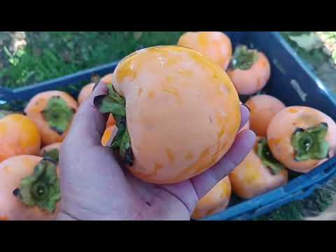 Видео: Сад півдня Збір хурми