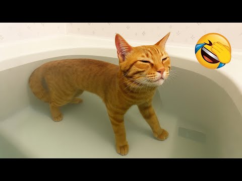Видео: Смешные кошки и собаки рассмешат тебя до слёз! 😂