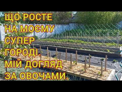 Видео: МІЙ ЛЮБИЙ ГОРОД ДЕ ВСЕ ГАРНО РОСТЕ🍅🫑#огородгдевсерастет #огородничество#овощи#помидоры#огурцы#томаты