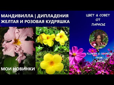 Видео: МАНДЕВИЛЛА ИЛИ ДИПЛАДЕНИЯ ЖЕЛТАЯ И РОЗОВАЯ КУДРЯШКА | МОИ НОВИНКИ