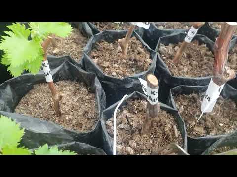 Видео: Для чего нужна Вилка при работе с вегетирующими саженцами и многое другое