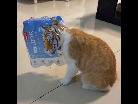 Видео: 😺 Смешные видео кошек и котят! 🐈 Компиляция новых приколов для хорошего настроения! 😸