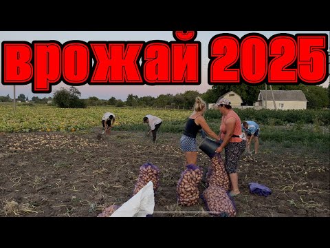 Видео: Врожай картоплі🥔 2025 | Як ми копаємо і скільки зібрали/Potato Harvest 2025