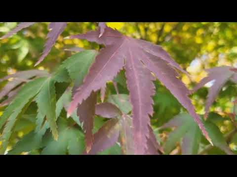 Видео: 형형색색(形形色色)의 단풍,가을장미,명자꽃,산국/Клён японский с разными цветами,Роза,Китайская айва,Хризантема лавандовая
