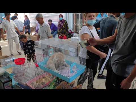 Видео: Тошкент қуш бозори: 11.09.2021 Птичий рынок Ташкент