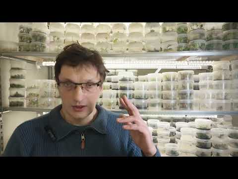 Видео: Вебинары по микроклоналке от практиков с 6-летним опытом