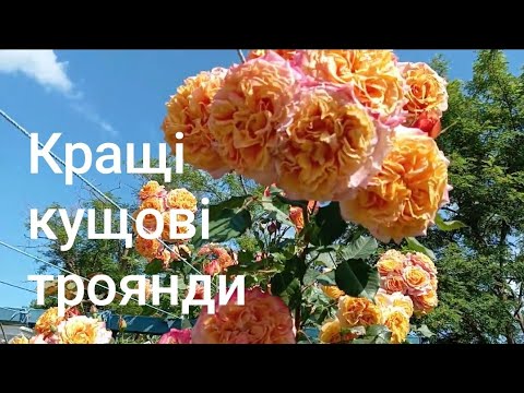 Видео: 🌟💥💫Кращі кущові троянди мого саду: Версайні,Ла Вілла Котта,Рококо,Лоран Каброль,Поль Бокюс та інші🌹