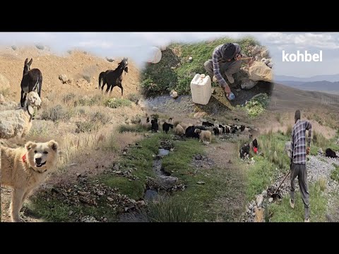 Видео: Кочевая миграция: дикие животные нападают на стадо, сторожевые собаки дерутся, и к стаду присоедин