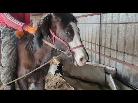 Видео: Асау тай үйрету биринши минис