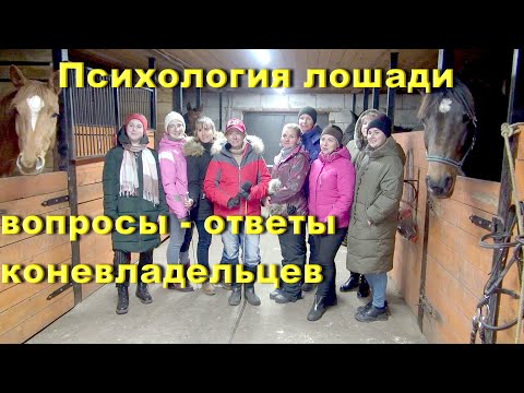 Видео: Дарья на семинаре. Ответы на вопросы коневладельцев. Психология лошади.